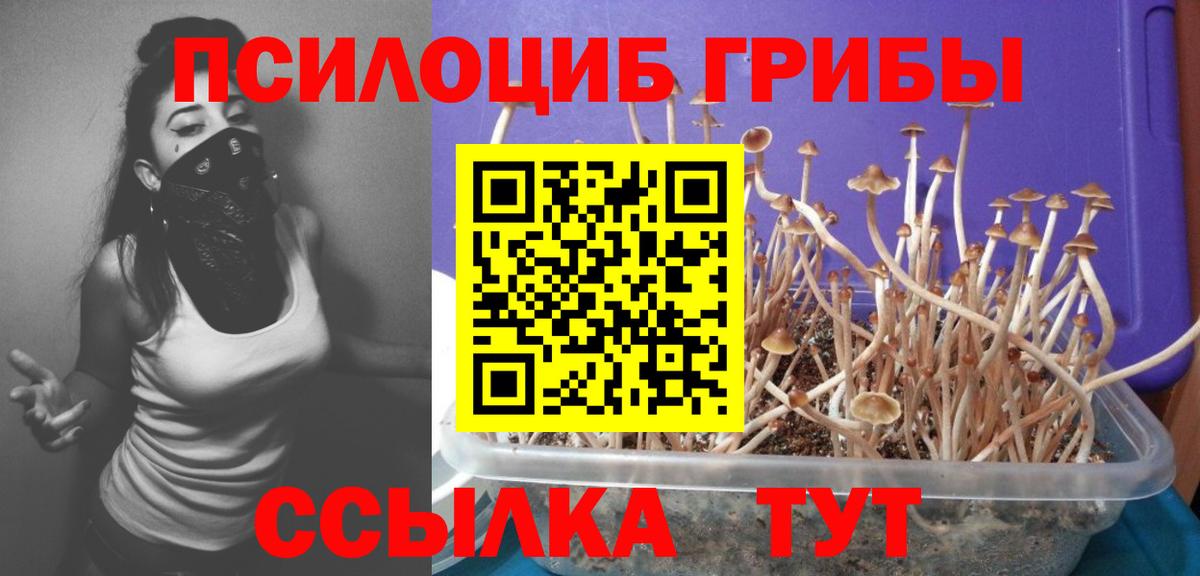 Галлюциногенные грибы Psilocybe Черняховск